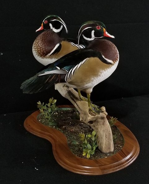 Wood Ducks – waterfowl taxidermy by Jason's Taxidermy