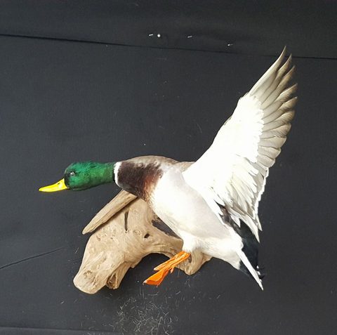 Mallard – Flying – waterfowl taxidermy by Jason's Taxidermy