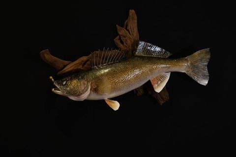 fish taxidermy by Jason's Taxidermy