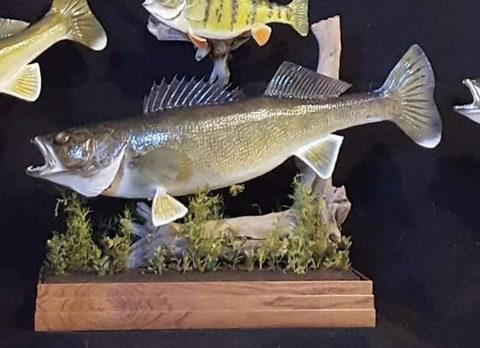fish taxidermy by Jason's Taxidermy