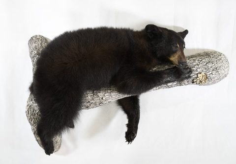 big game taxidermy by Jason's Taxidermy