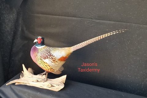 upland game bird taxidermy by Jason's Taxidermy