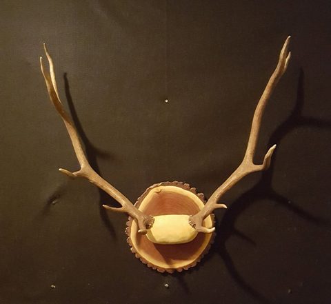 Elk – Antler Mount – antler taxidermy by Jason's Taxidermy