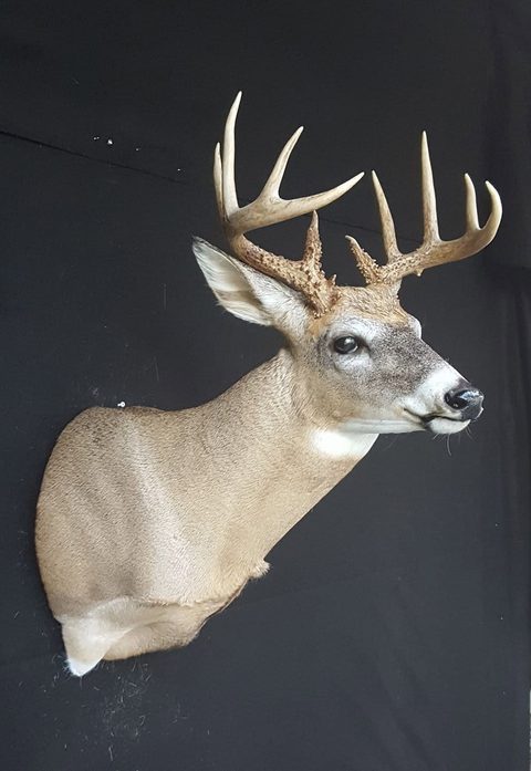 whitetail deer taxidermy by Jason's Taxidermy