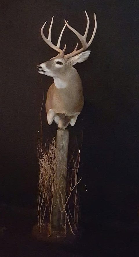 whitetail deer taxidermy by Jason's Taxidermy