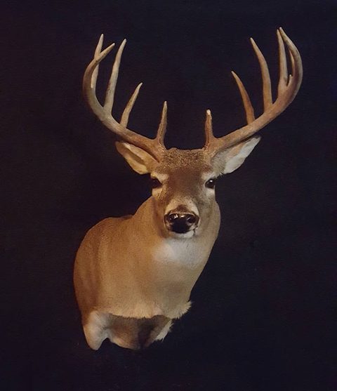 whitetail deer taxidermy by Jason's Taxidermy