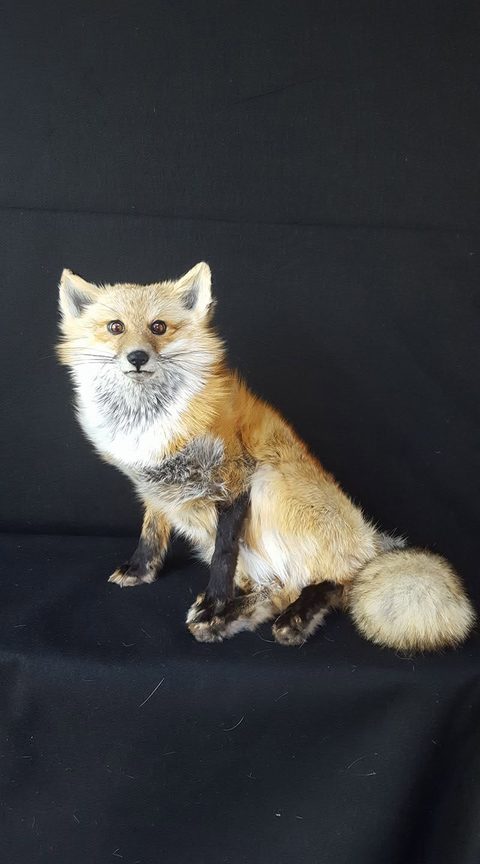 furbearer taxidermy by Jason's Taxidermy