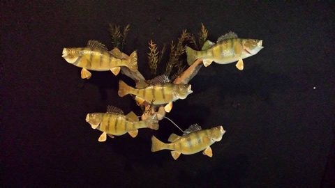 fish taxidermy by Jason's Taxidermy