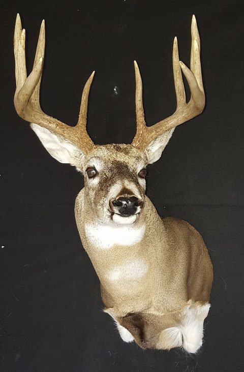 whitetail deer taxidermy by Jason's Taxidermy
