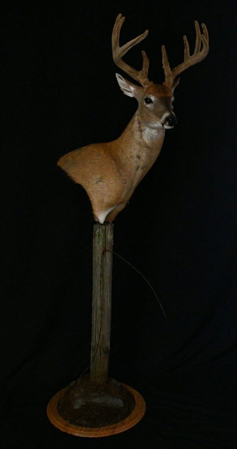 whitetail deer taxidermy by Jason's Taxidermy