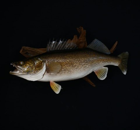 fish taxidermy by Jason's Taxidermy