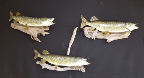 fish taxidermy by Jason's Taxidermy