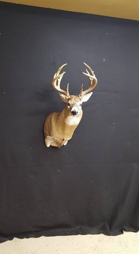 whitetail deer taxidermy by Jason's Taxidermy