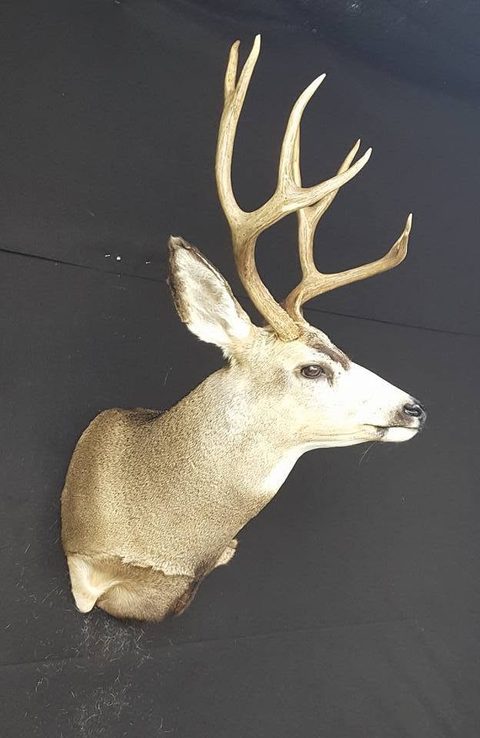 whitetail deer taxidermy by Jason's Taxidermy