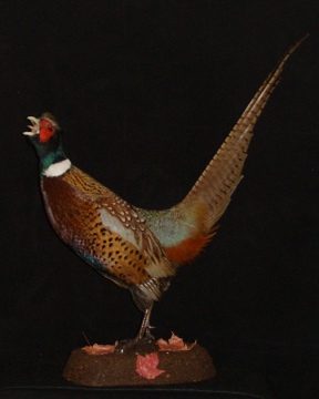 Ring-necked pheasant mount, item #6