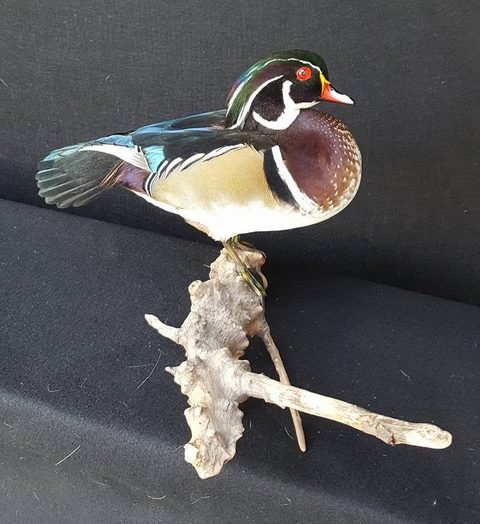 Wood Duck – Standing – waterfowl taxidermy by Jason's Taxidermy
