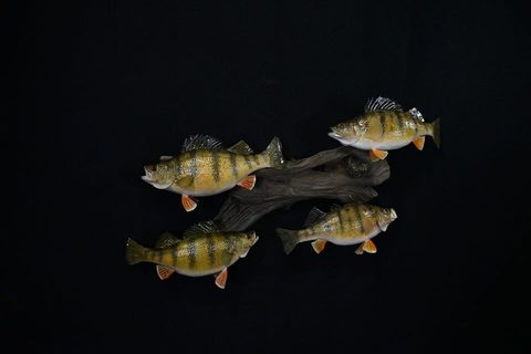 fish taxidermy by Jason's Taxidermy