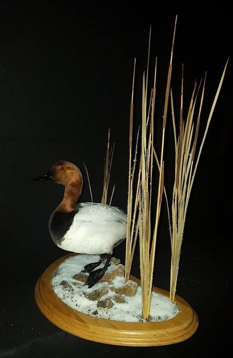 Canvasback – Standing – waterfowl taxidermy by Jason's Taxidermy
