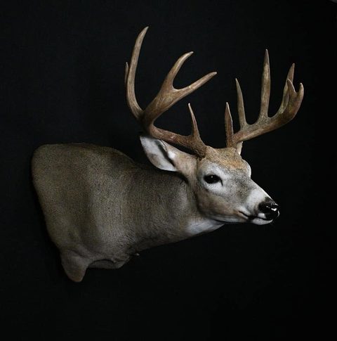 whitetail deer taxidermy by Jason's Taxidermy