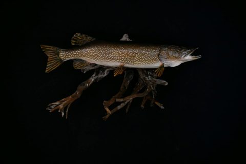 fish taxidermy by Jason's Taxidermy