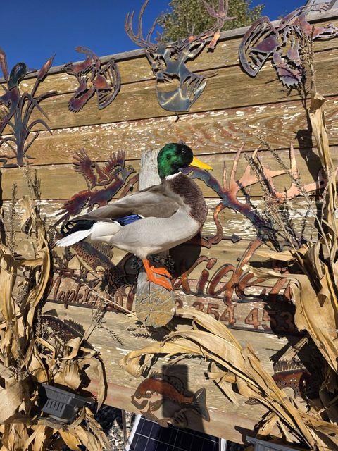Mallard – Standing – waterfowl taxidermy by Jason's Taxidermy