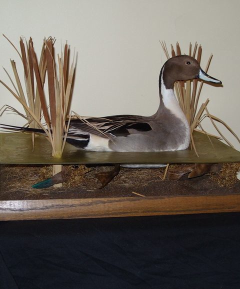 Pintail – Habitat Scene – waterfowl taxidermy by Jason's Taxidermy