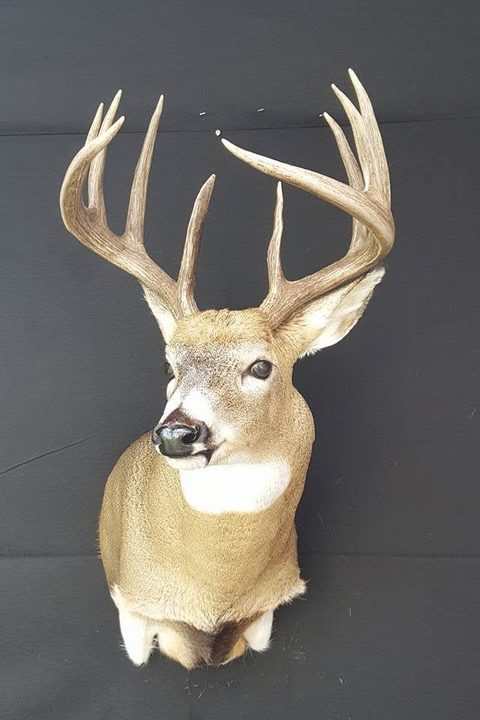 whitetail deer taxidermy by Jason's Taxidermy