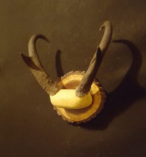 Antelope – Horn Mount – antler taxidermy by Jason's Taxidermy