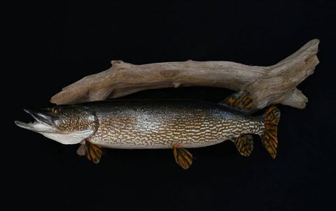 fish taxidermy by Jason's Taxidermy