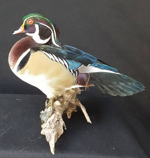Wood Duck – Standing – waterfowl taxidermy by Jason's Taxidermy