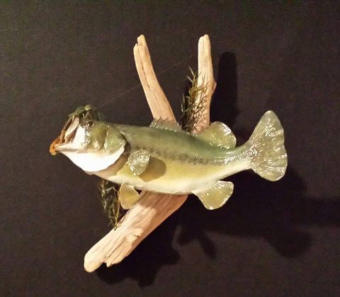 fish taxidermy by Jason's Taxidermy