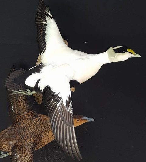 Common Eider Pair – waterfowl taxidermy by Jason's Taxidermy