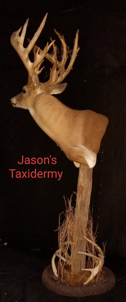whitetail deer taxidermy by Jason's Taxidermy