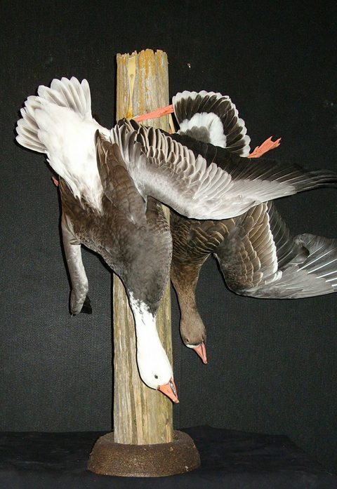 Geese – Deadhang Post – waterfowl taxidermy by Jason's Taxidermy