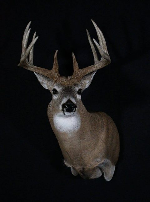 whitetail deer taxidermy by Jason's Taxidermy