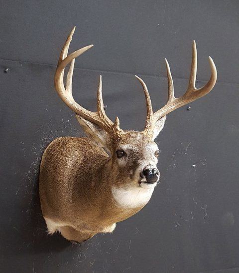 whitetail deer taxidermy by Jason's Taxidermy