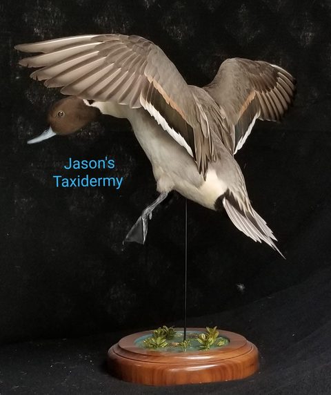 Pintail – Landing – waterfowl taxidermy by Jason's Taxidermy