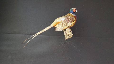 upland game bird taxidermy by Jason's Taxidermy