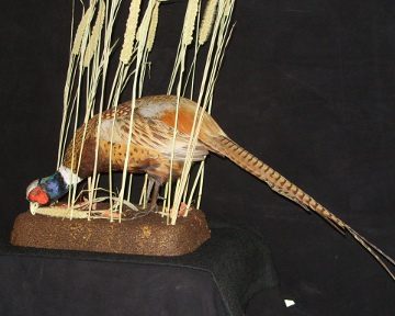 Ring-necked pheasant mount, item #1