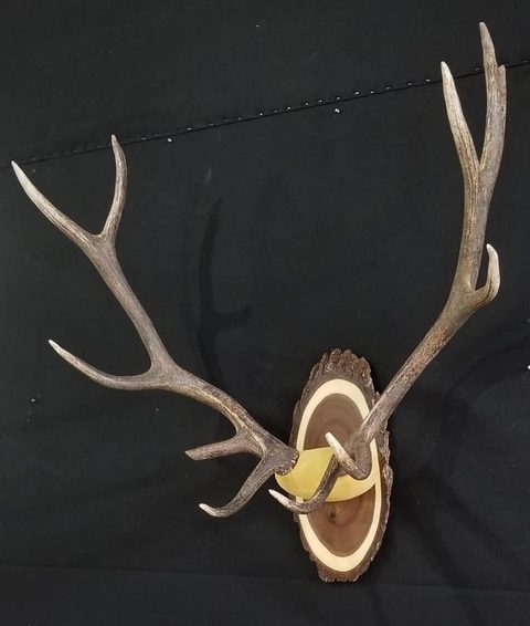 Elk – Antler Mount – antler taxidermy by Jason's Taxidermy