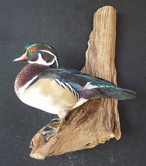 Wood Duck – waterfowl taxidermy by Jason's Taxidermy