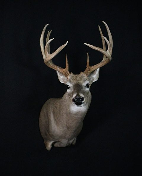 whitetail deer taxidermy by Jason's Taxidermy