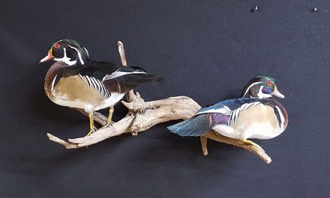 Wood Ducks – waterfowl taxidermy by Jason's Taxidermy