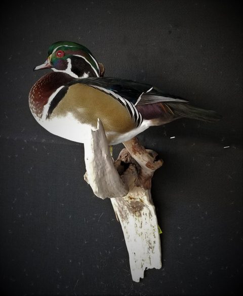 Wood Duck – Standing – waterfowl taxidermy by Jason's Taxidermy
