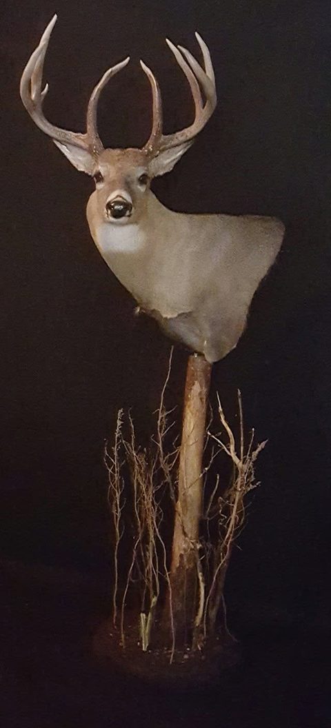 whitetail deer taxidermy by Jason's Taxidermy