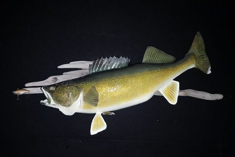 fish taxidermy by Jason's Taxidermy