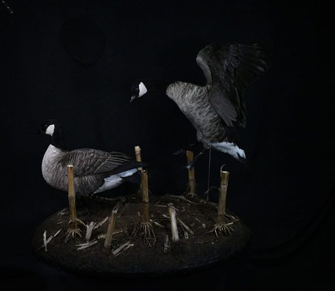 Canada Geese – Habitat Scene – waterfowl taxidermy by Jason's Taxidermy