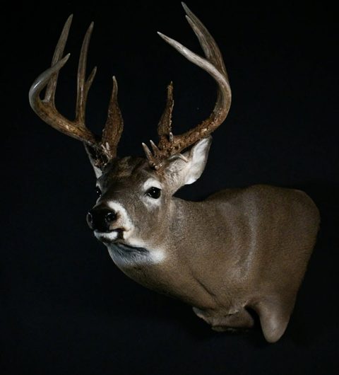 whitetail deer taxidermy by Jason's Taxidermy