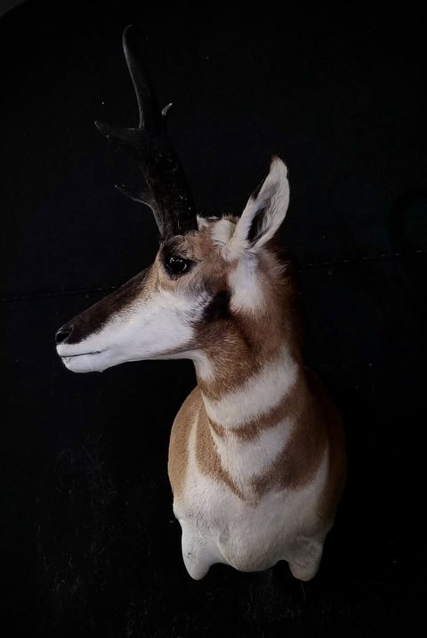 big game taxidermy by Jason's Taxidermy