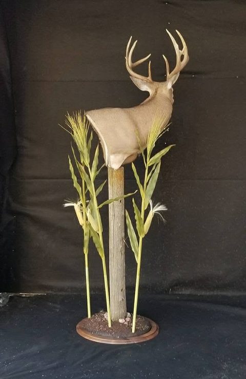 whitetail deer taxidermy by Jason's Taxidermy